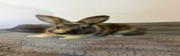 French Lop rabbits for sale: 5 baby rabbits ready to go now - Advert 14