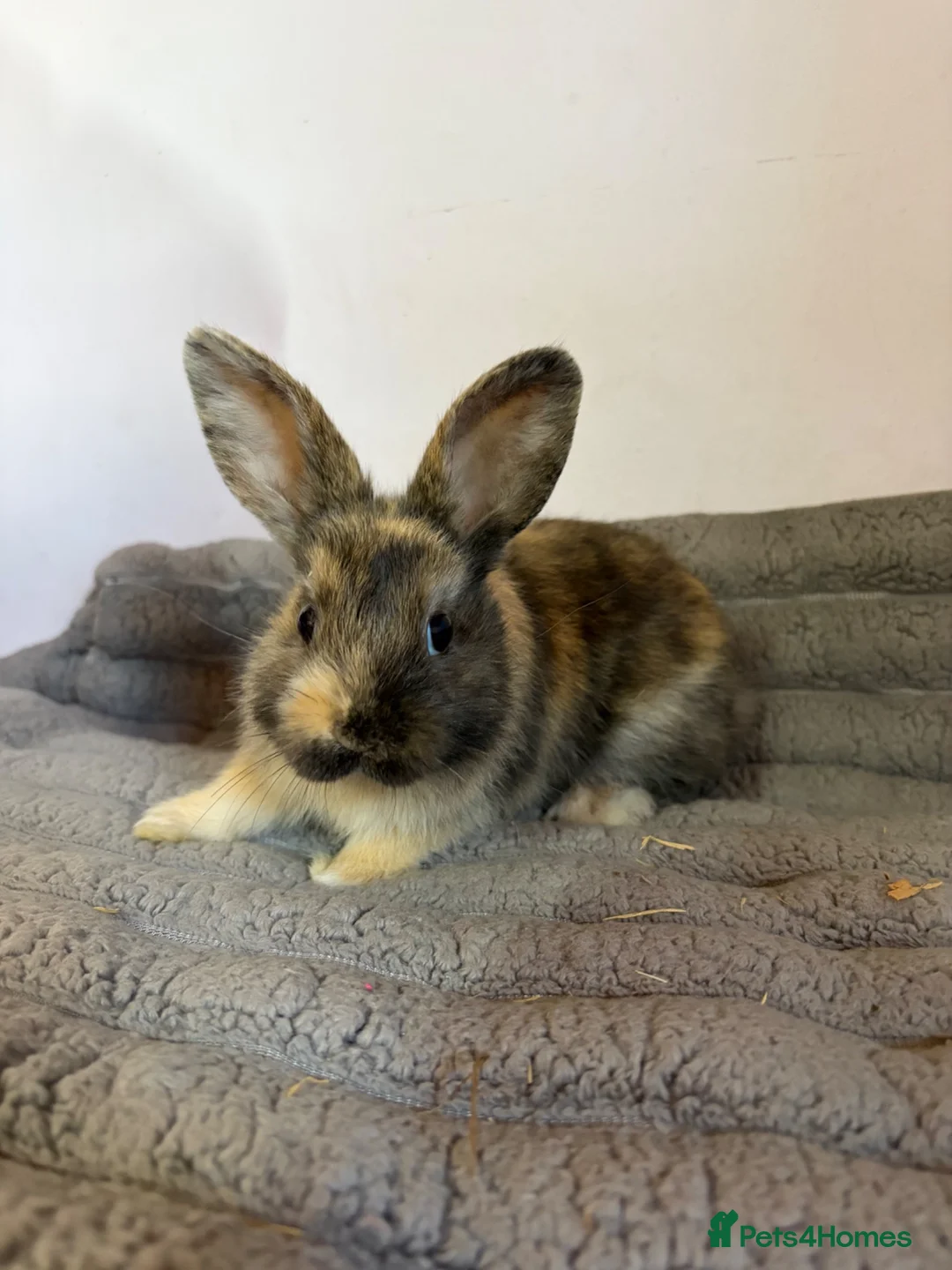 French Lop rabbits for sale: 5 baby rabbits ready to go now - Advert 14