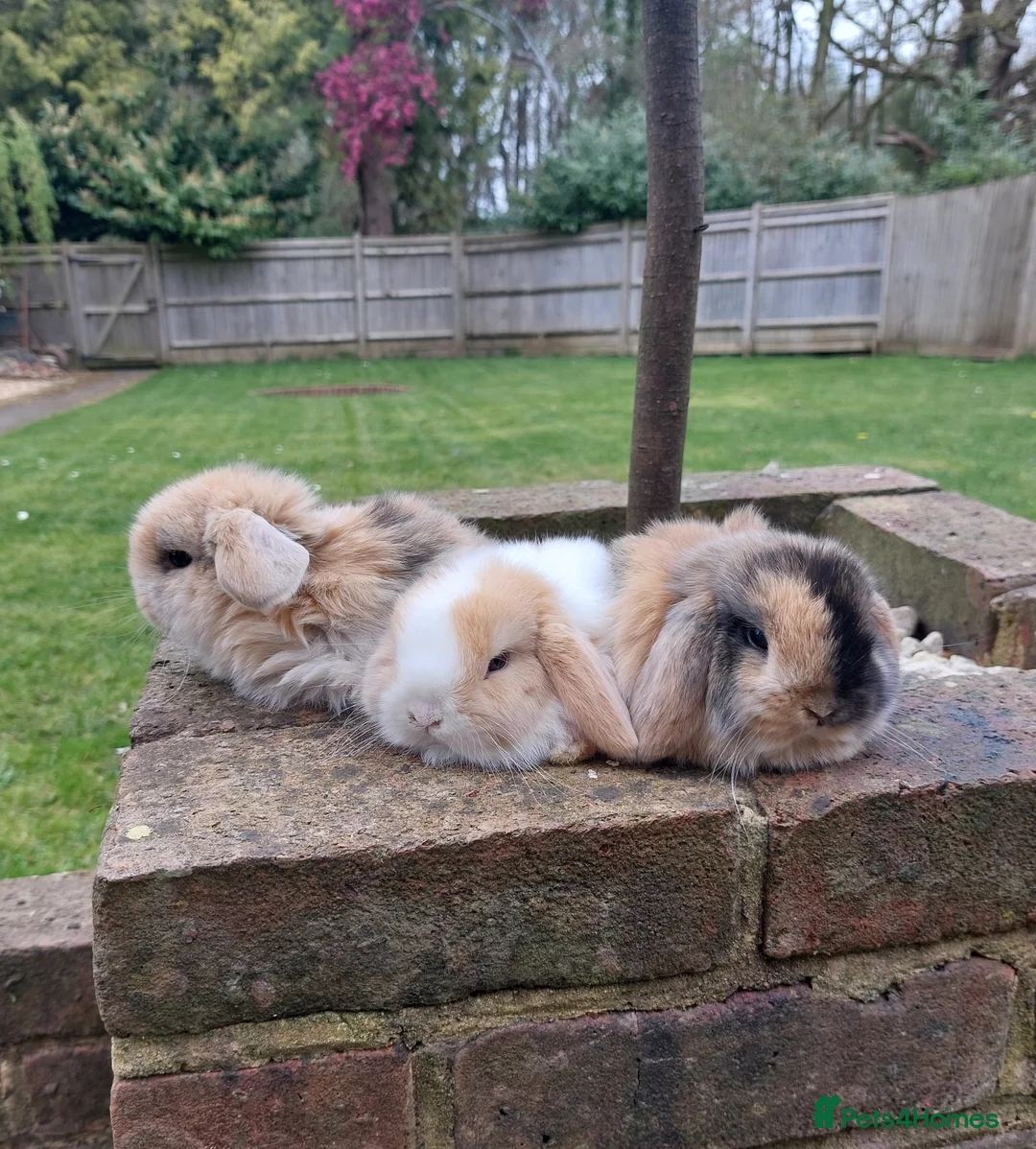 Mini Lop rabbits for sale: Baby mini lop rabbits - Advert 2