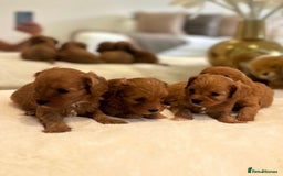 Cavapoo dogs for sale: 🐾 Red f1 Cavapoo Puppies 🐾 - Image 8