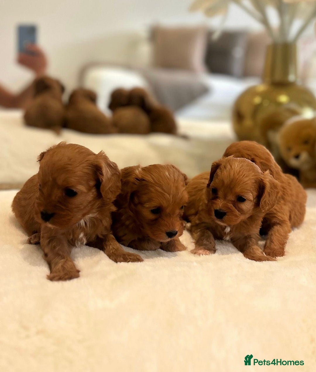 Cavapoo dogs for sale: 🐾 Red f1 Cavapoo Puppies 🐾 - Image 8