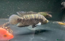 Other/Mixed Breed fish for sale: Predatory fish  - Image 10