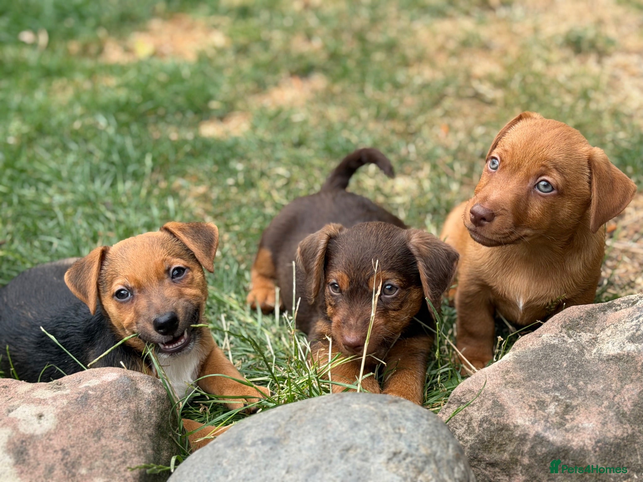Jack Russell dogs Three gorgeous jack russell pups  - Advert 1