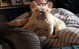 French Bulldog dogs for sale: Amazing litter of french bulldog puppies - Image 8