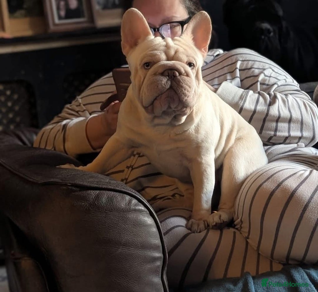 French Bulldog dogs for sale: Amazing litter of french bulldog puppies - Image 8