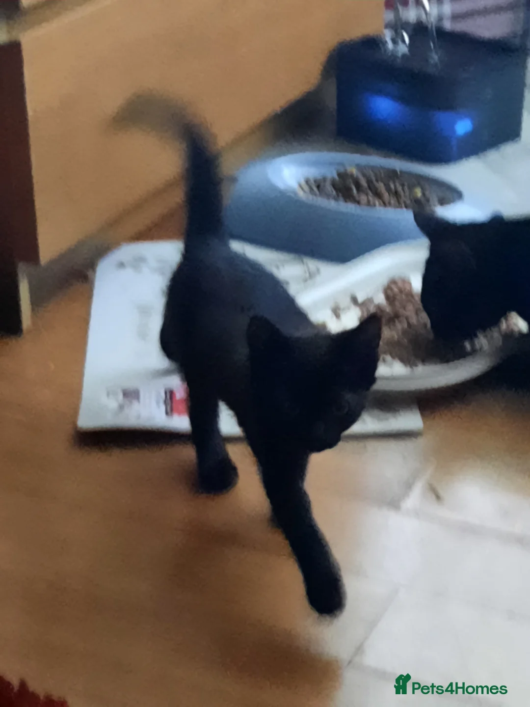 Mixed Breed cats for sale: We have not given her a name in Swanscombe - Advert 5