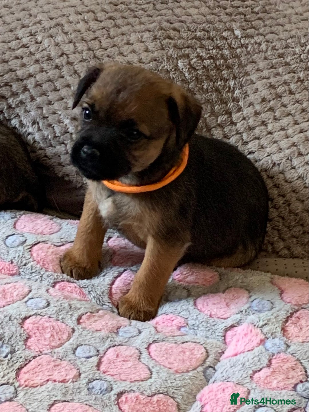 Border Terrier dogs for sale: Healthy Companions KC registered  - Advert 16