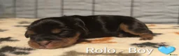 Cavalier King Charles Spaniel dogs for sale: Black & Tan Cavalier King Charles Spaniel Puppies in High Peak - Advert 18