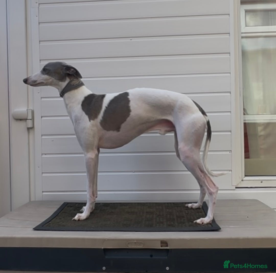 Whippet dogs for stud: Kc reg fully health tested  - Advert 5