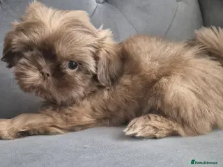 Shih Tzu dogs All reserved - Advert 2