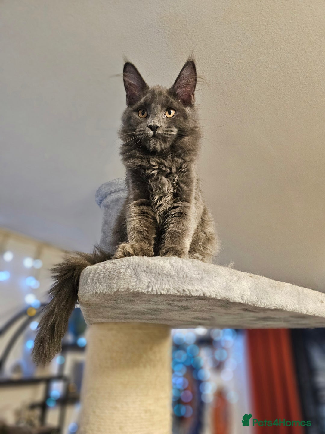 Maine Coon cats for sale: 🔥*STUNNING Litter of 6 Solid*💎*Blue Maine Coon💎 - Advert 1