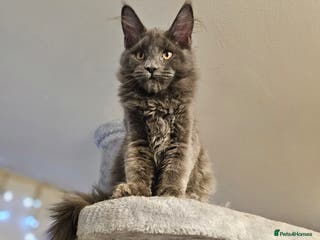 Maine Coon cats 🔥*STUNNING Litter of 6 Solid*💎*Blue Maine Coon💎 - Advert 5
