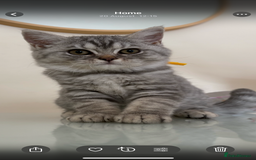British Shorthair cats for sale: Pedigree|Champion Lines|GCCF Registered| - Image 31