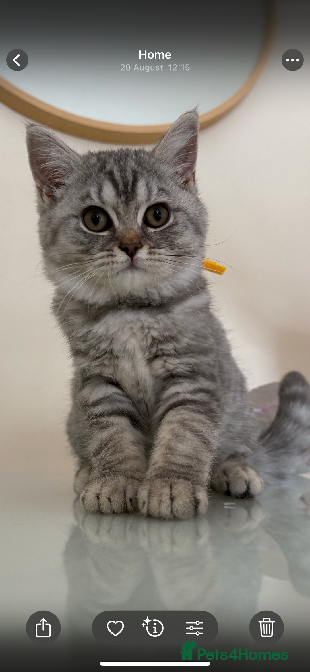 British Shorthair cats for sale: Pedigree|Champion Lines|GCCF Registered| - Image 31