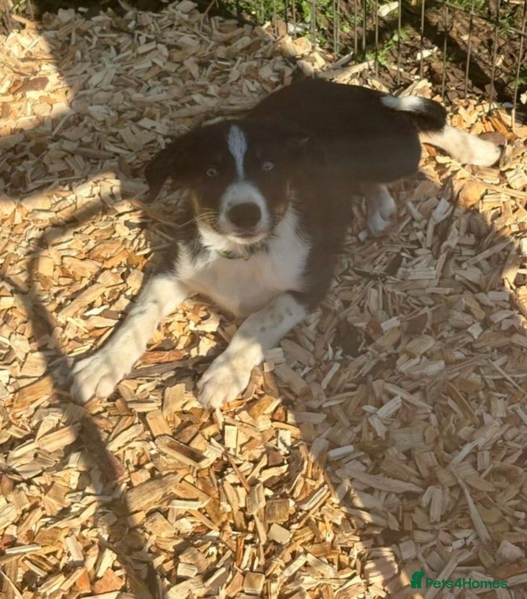 Border Collie dogs for sale: Border collie puppies ** Ready to Leave ** - Image 33
