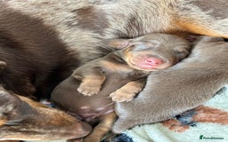 Dachshund dogs for sale: BEAUTIFUL Miniature Dachshund's  - Image 28