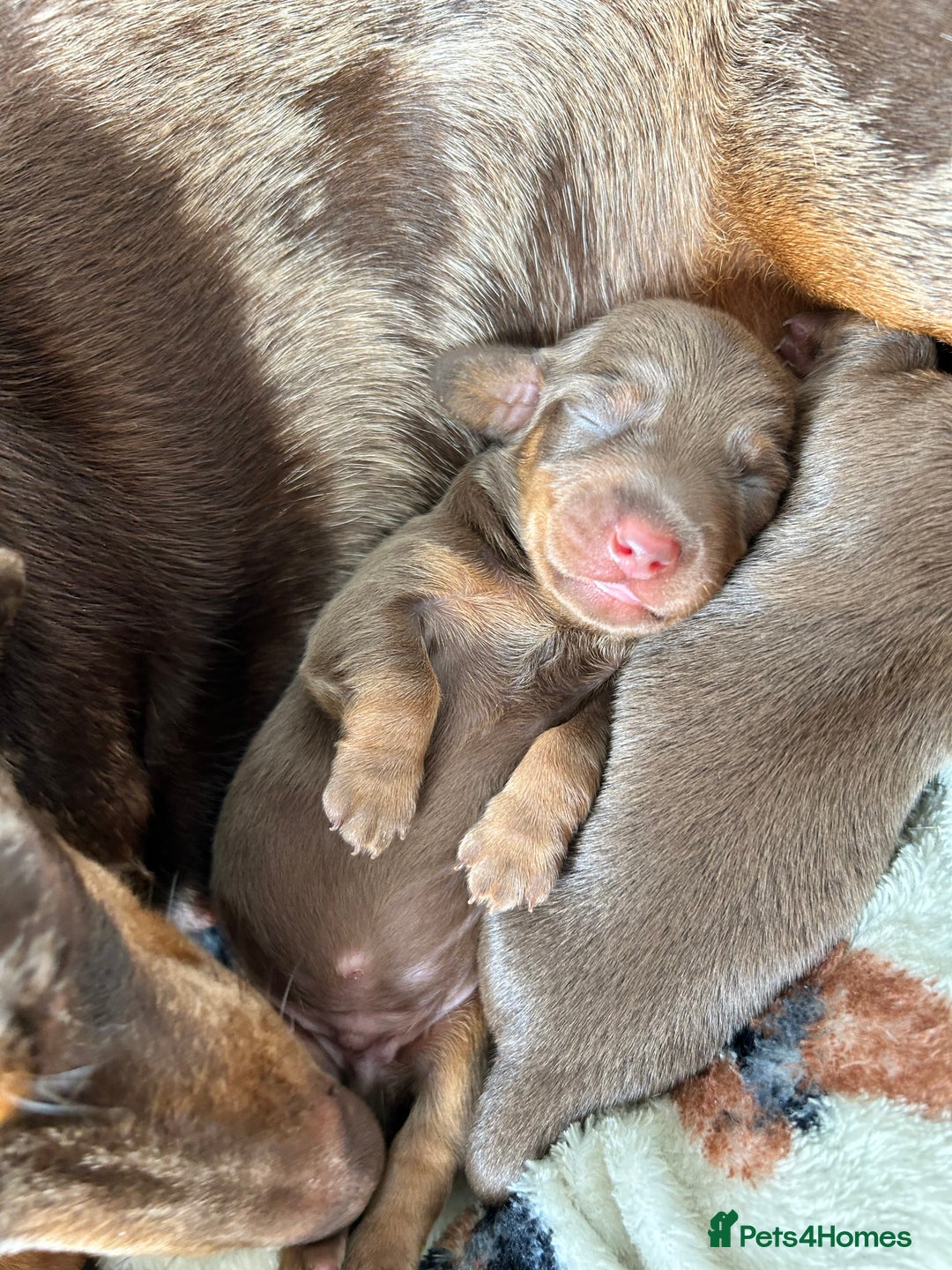 Dachshund dogs for sale: BEAUTIFUL Miniature Dachshund's  - Image 28