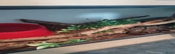 Python Snake reptiles for sale: Royal Python with viv - Advert 5