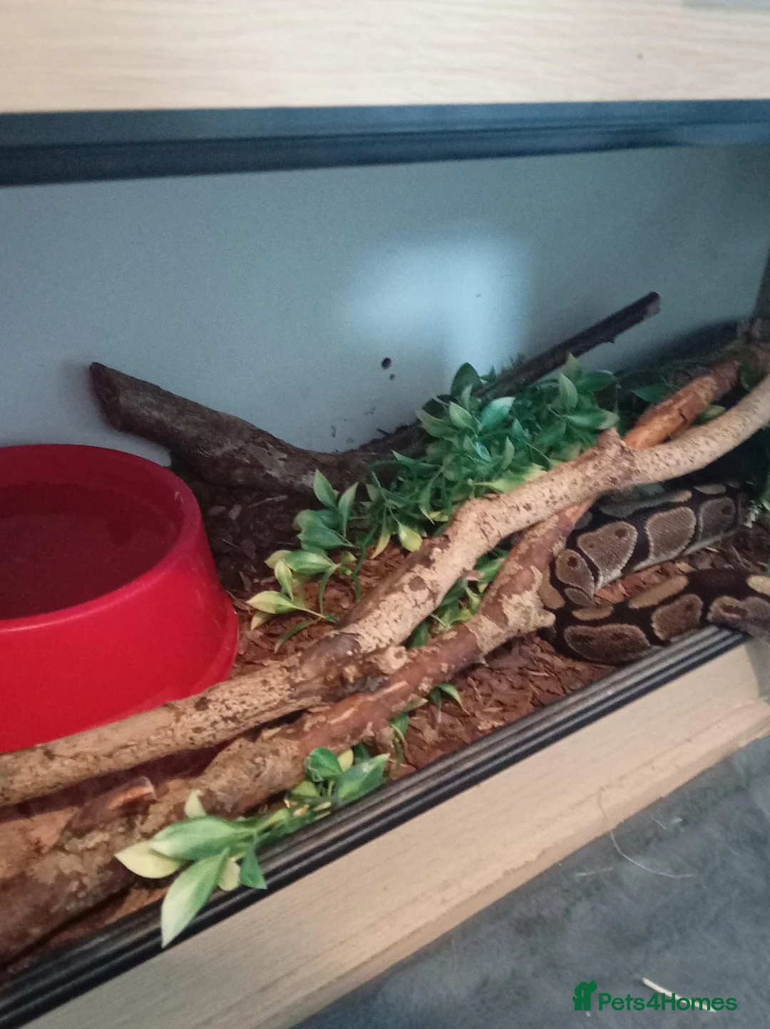 Python Snake reptiles for sale: Royal Python with viv - Advert 5