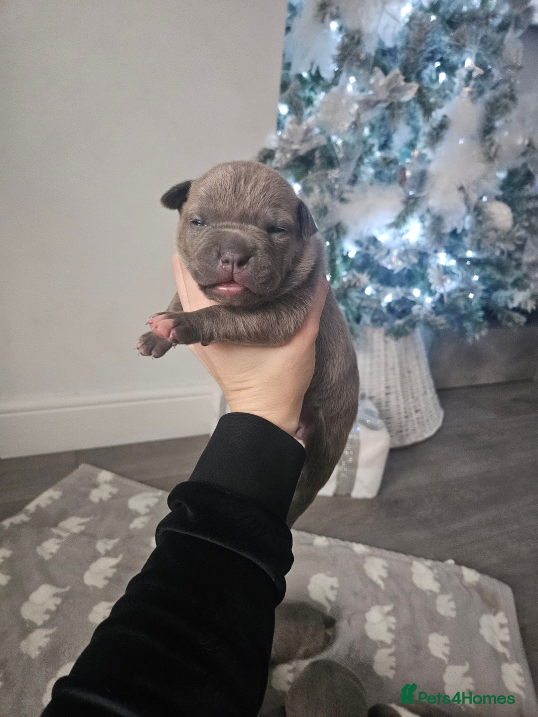 Staffordshire Bull Terrier dogs for sale: Beautiful staffordshire bull terrier puppies - Advert 3