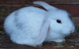 Mini Lop rabbits for sale: Gorgeous Mini Lop X French Bunnies Ready to Go! - Image 39