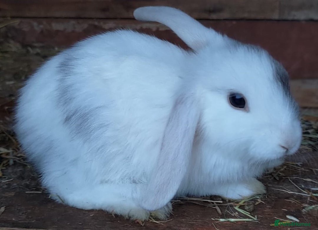 Mini Lop rabbits for sale: Gorgeous Mini Lop X French Bunnies Ready to Go! - Image 39