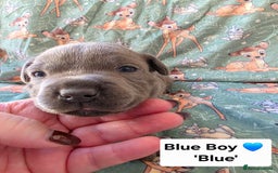 Staffordshire Bull Terrier dogs for sale: Gorgeous Chunky KC Blue Staffy Puppies - Image 15