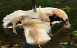 Plecos fish for sale: L144 Blue Eyed Bristlenose Pleco size 3 cm - Image 6