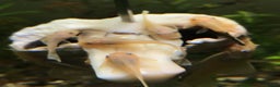 Plecos fish for sale: L144 Blue Eyed Bristlenose Pleco size 3 cm - Advert 7