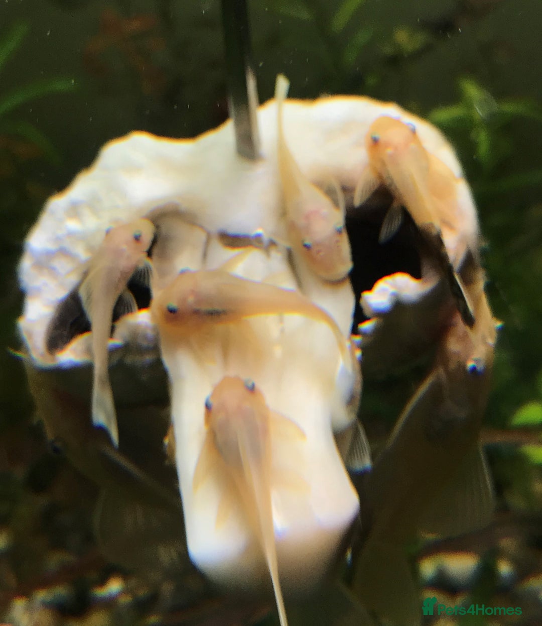 Plecos fish for sale: L144 Blue Eyed Bristlenose Pleco size 3 cm - Image 6
