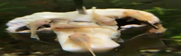 Plecos fish for sale: L144 Blue Eyed Bristlenose Pleco size 3 cm - Advert 8