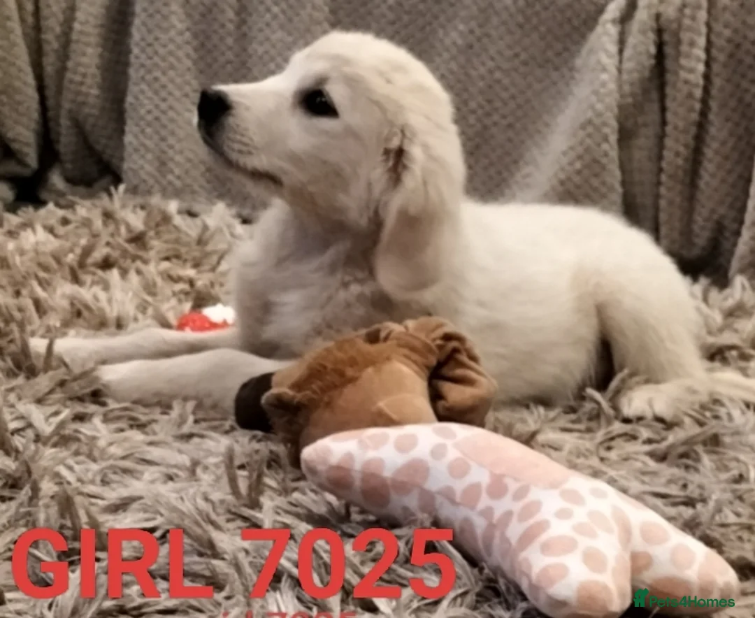 Golden Retriever dogs for sale: GOLDEN RETRIEVER PUPS - Advert 25
