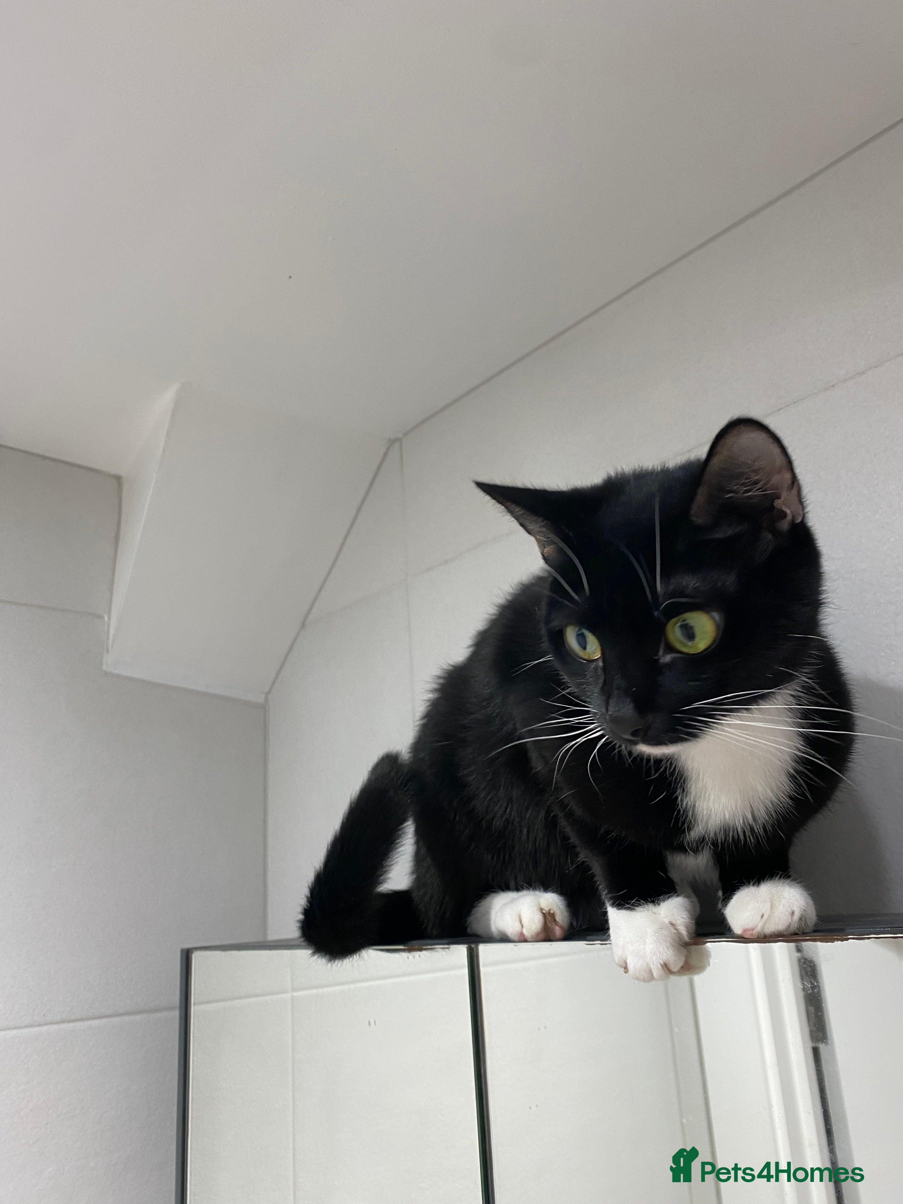 Mixed Breed cats Luna and Mila - Advert 2