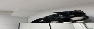 tuxedo domestic shorthair