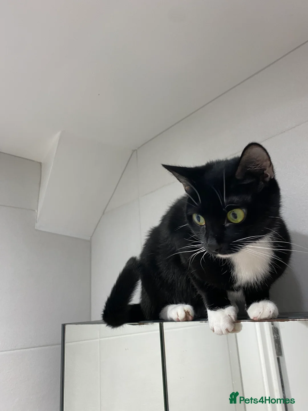 Mixed Breed cats for sale: Luna and Mila - Advert 1