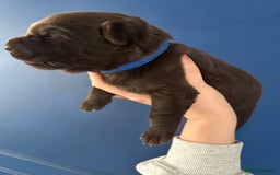 Mixed Breed dogs for sale: Chocolate Shepradors - Image 4