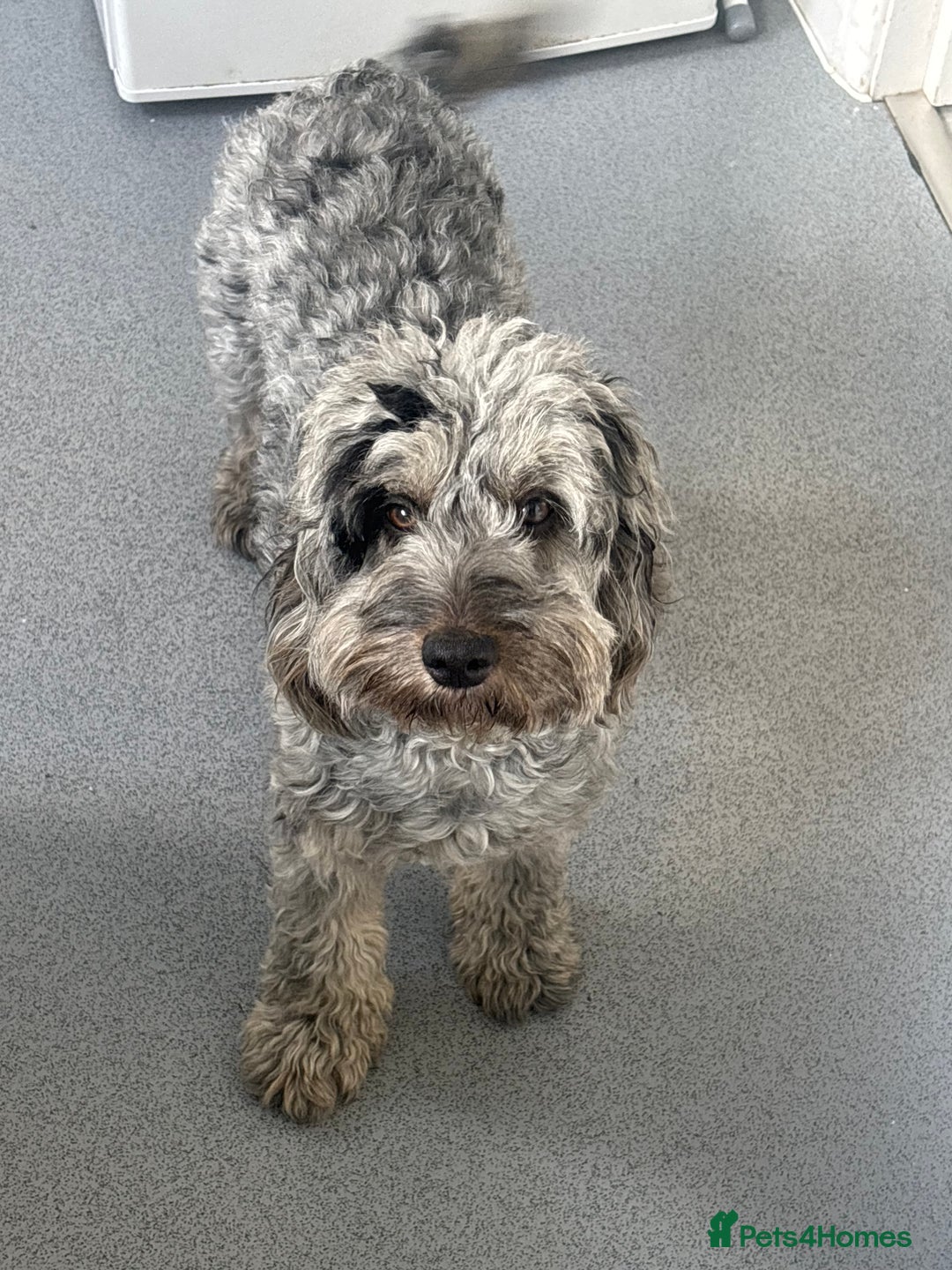 Cockapoo dogs for sale: Cockapoo Milan age 1  - Advert 5