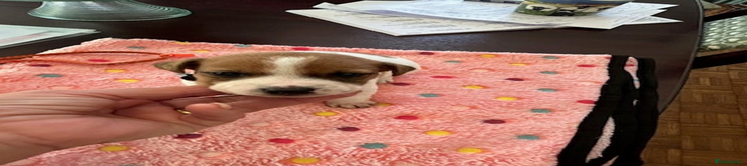Jack Russell Puppy 3
