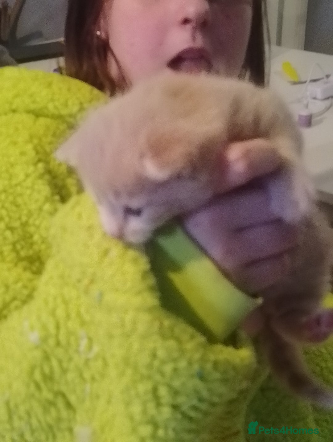 Turkish Angora cats for sale: Turkish angora kittens  - Advert 9