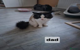 Ragdoll cats for sale:  2 little ragdoll girls for sale - Image 5