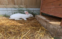 Rex rabbits for sale: Mini Rex cross  in Woodbridge - Image 2