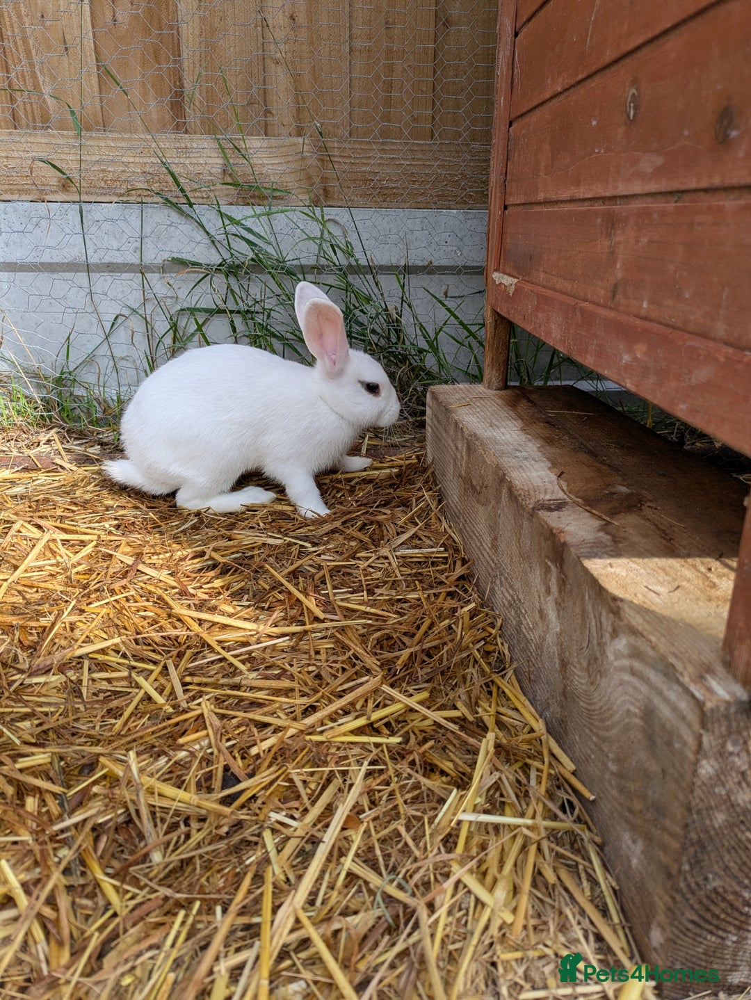 Rex rabbits for sale: Mini Rex cross  in Woodbridge - Image 2