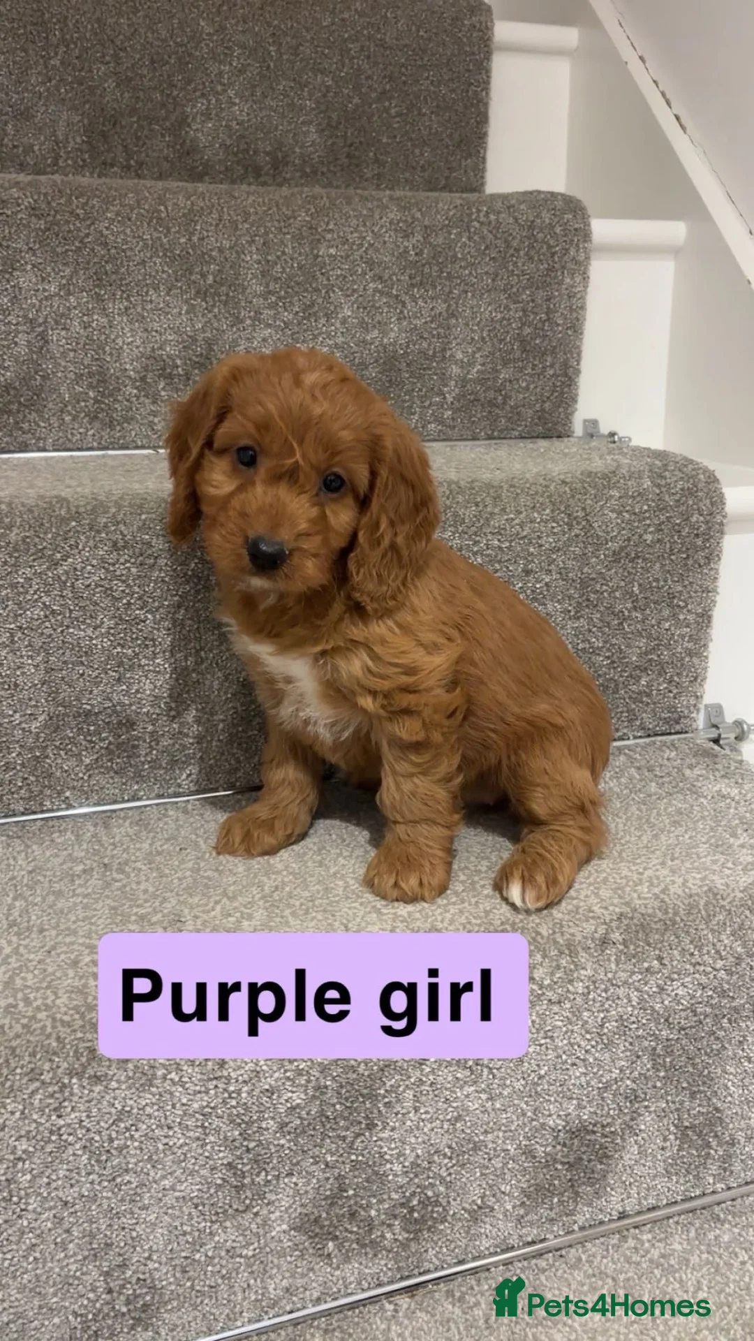 Cockapoo dogs for sale: 🐶Beautiful cockapoo puppy’s🐶 - Advert 1