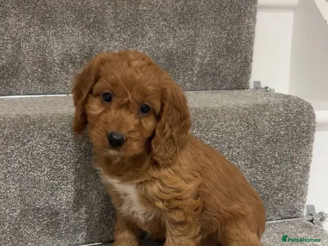 Cockapoo dogs for sale: 🐶Beautiful cockapoo puppy’s🐶 - Advert 12