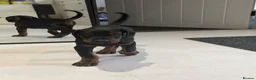 Dobermann dogs for sale: Male puppy for sale  - Advert 3