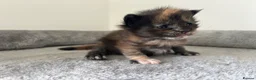 Maine Coon cats for sale: Last black torbie female available  - Advert 16