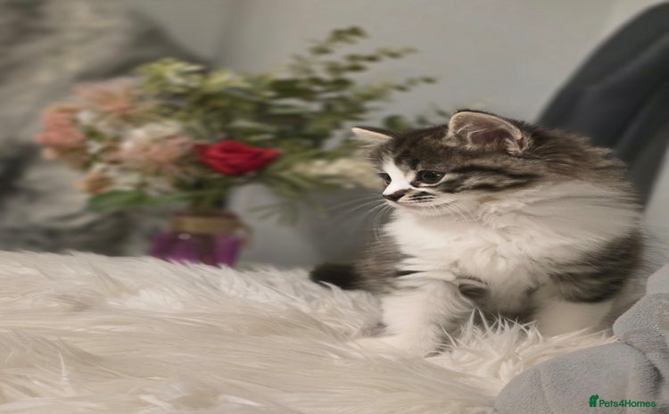 Ragdoll cats - Advert 9