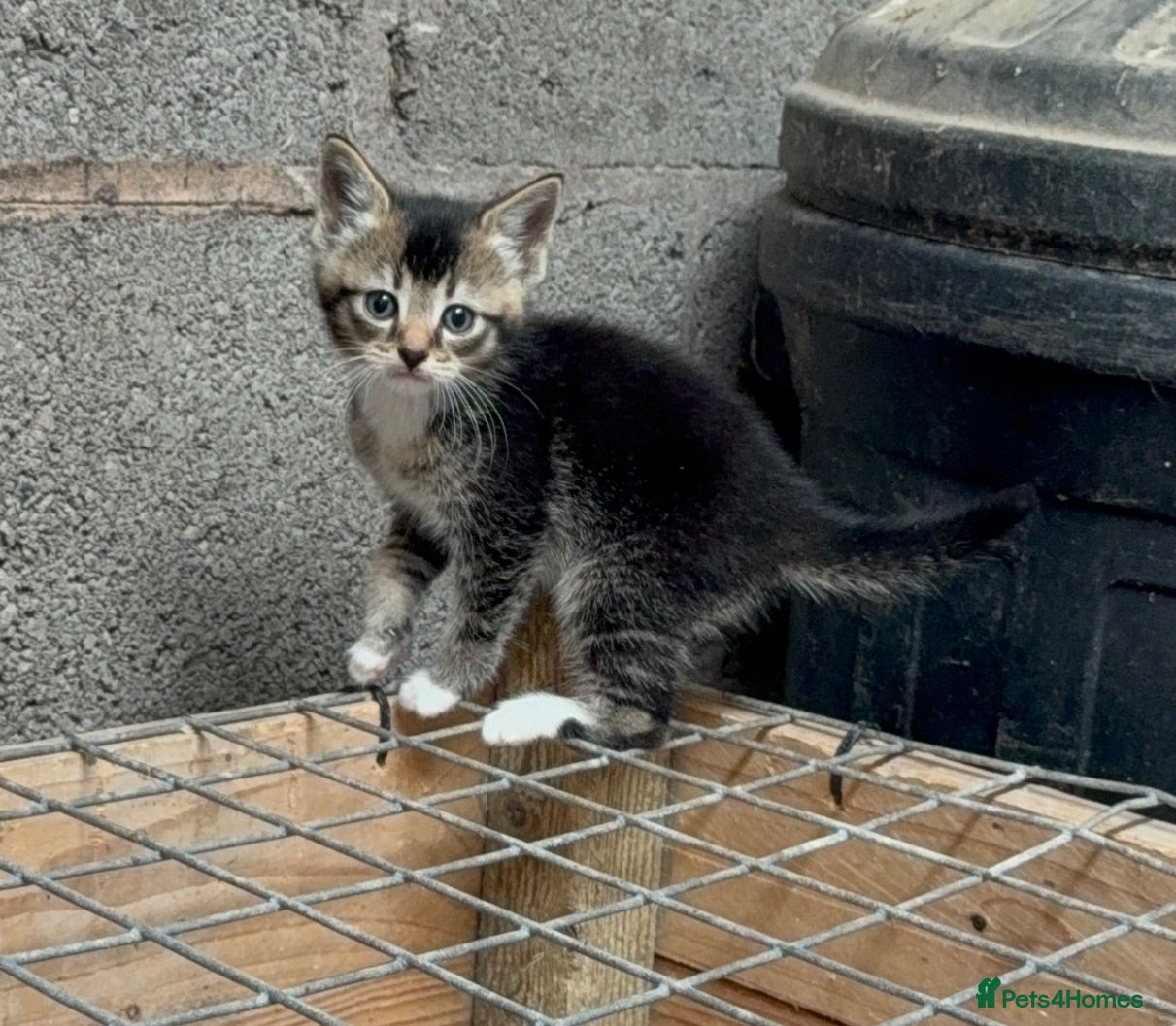 Mixed Breed cats 2 gorgeous female kittens - Advert 8