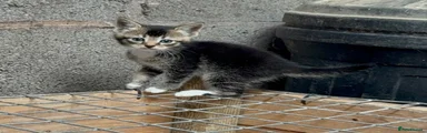 Tigress - Tabby girl