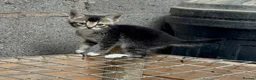 Mixed Breed cats for sale: 2 gorgeous female kittens in Uttoxeter - Advert 1
